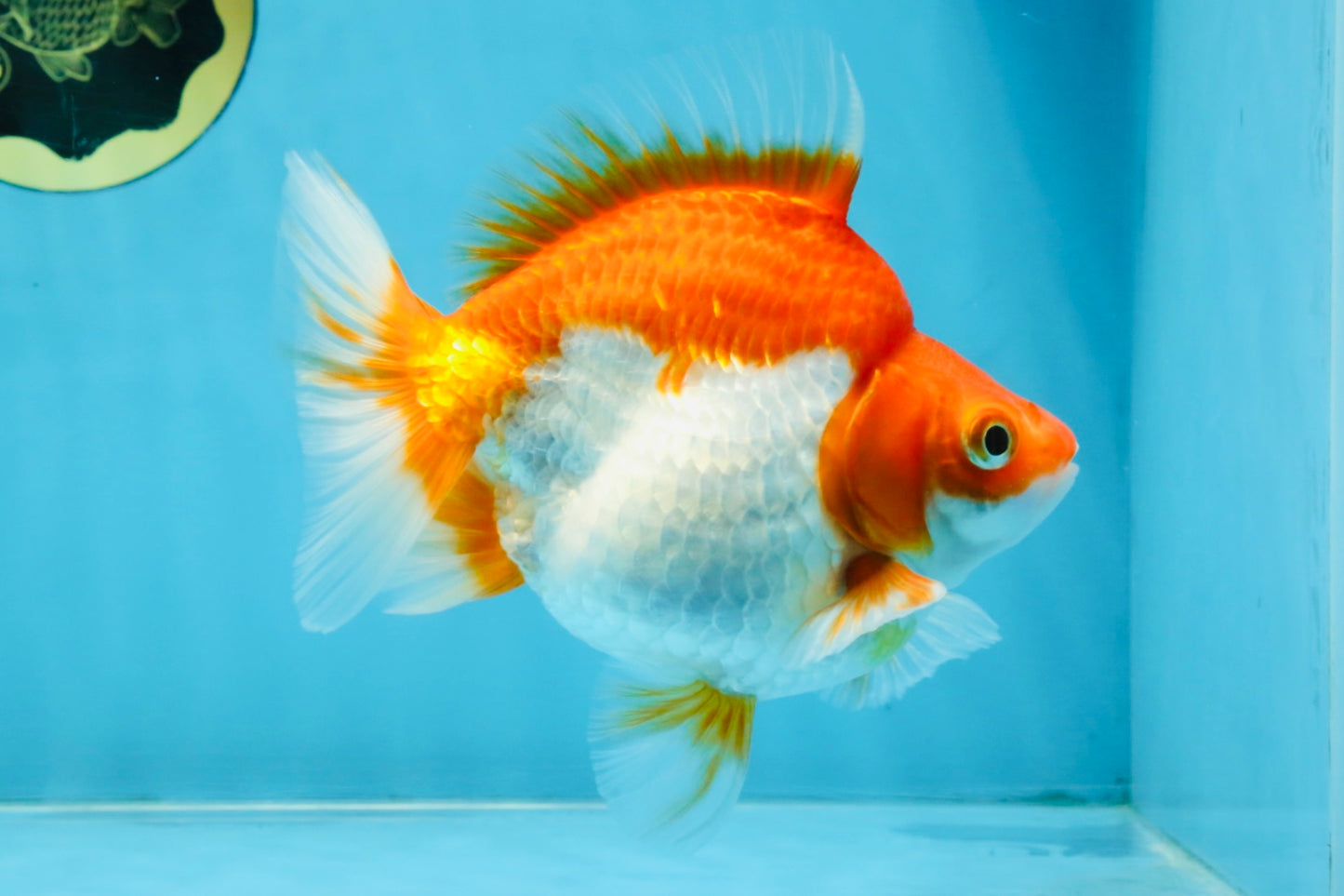 A Grade Red White Ryukin Female 5.5 inches #111425RK_08