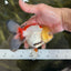 ADRORABLE Lemonhead Oranda Female 5-5.5 inches #091225OR_18