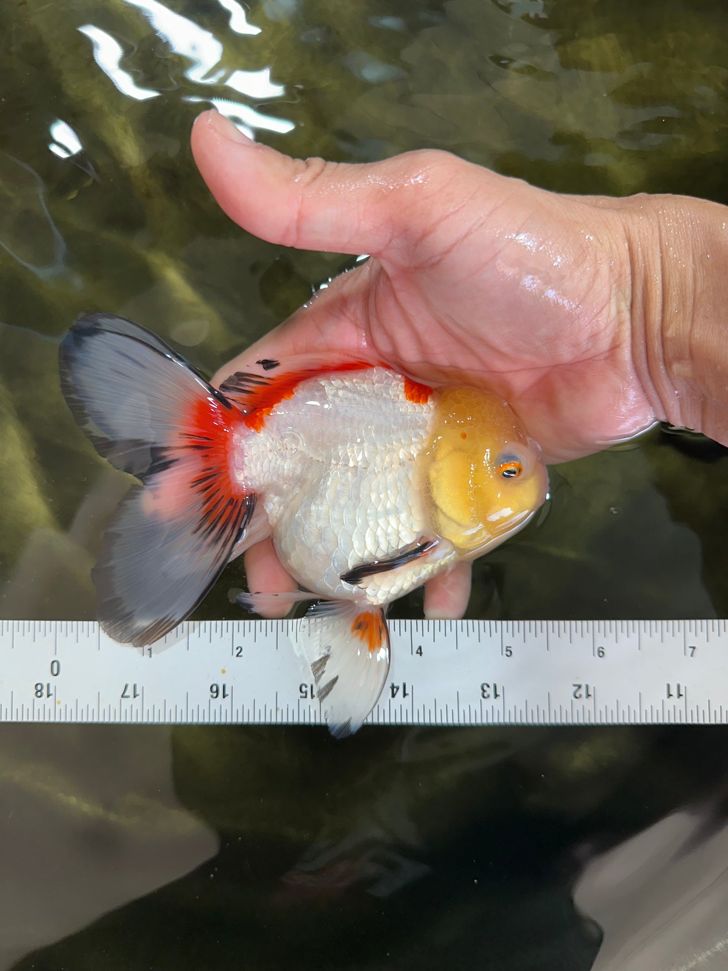 ADRORABLE Lemonhead Oranda Female 5-5.5 inches #091225OR_18