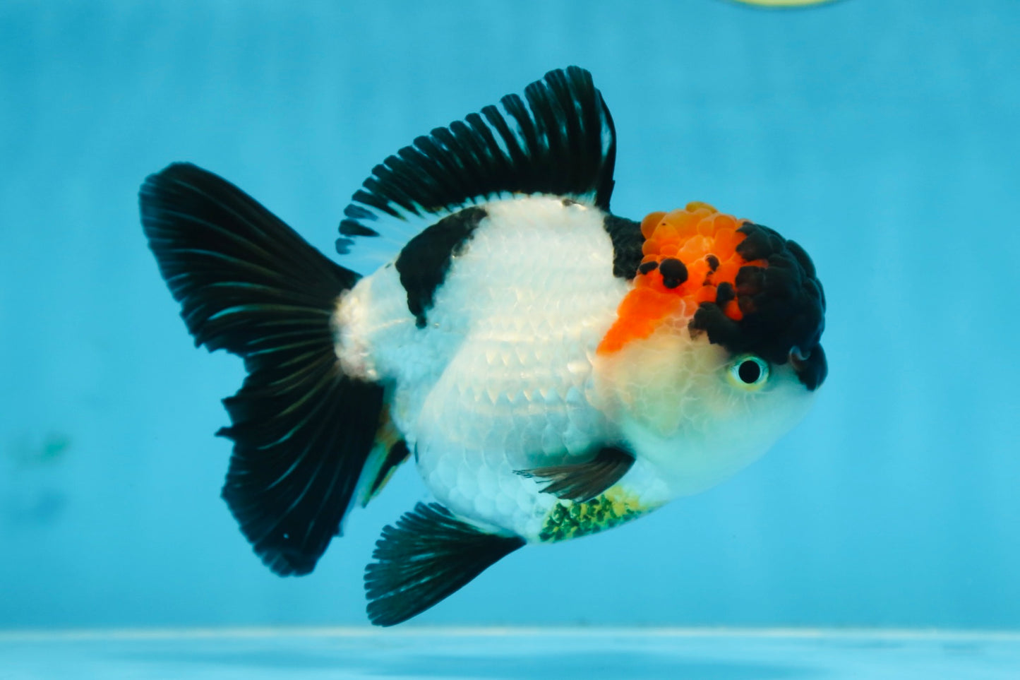 Tricolor Oranda Female 5 inches #090525OR_18