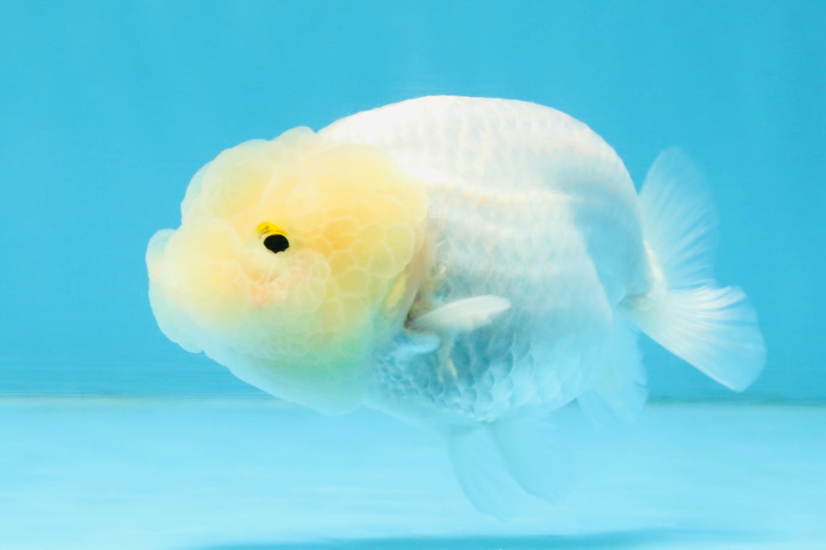 A Grade White LionQueen 3.5-4 inches #112125LC_07