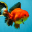 AAA Grade Apache Oranda Male 5-5.5 inches #050925OR_51