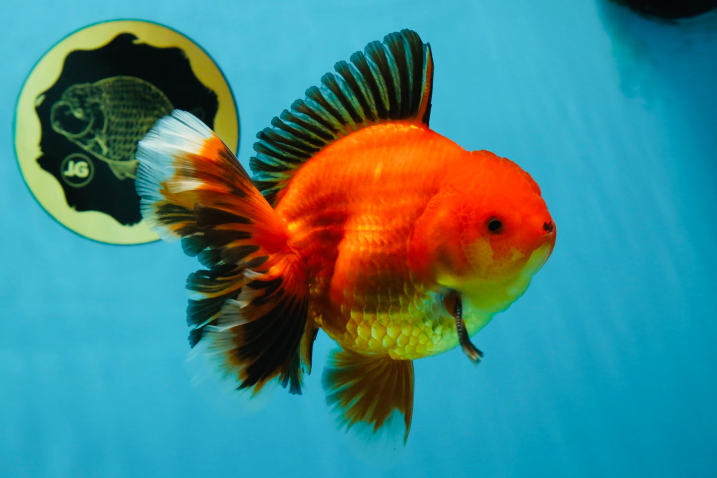 AAA Grade Apache Oranda Male 5-5.5 inches #050925OR_51