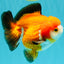 CHUBBY A Grade Apache Yuanbao Male 4.5 inches #051526YB_10
