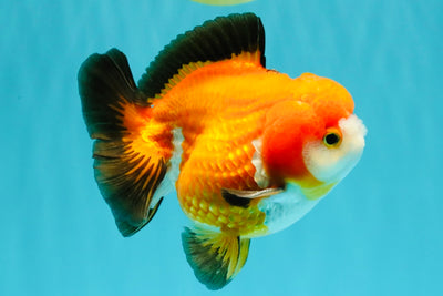 CHUBBY A Grade Apache Yuanbao Male 4.5 inches #051526YB_10