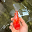 A Grade Polkadot Red White Oranda Male 5.5 inches #100926OR_13