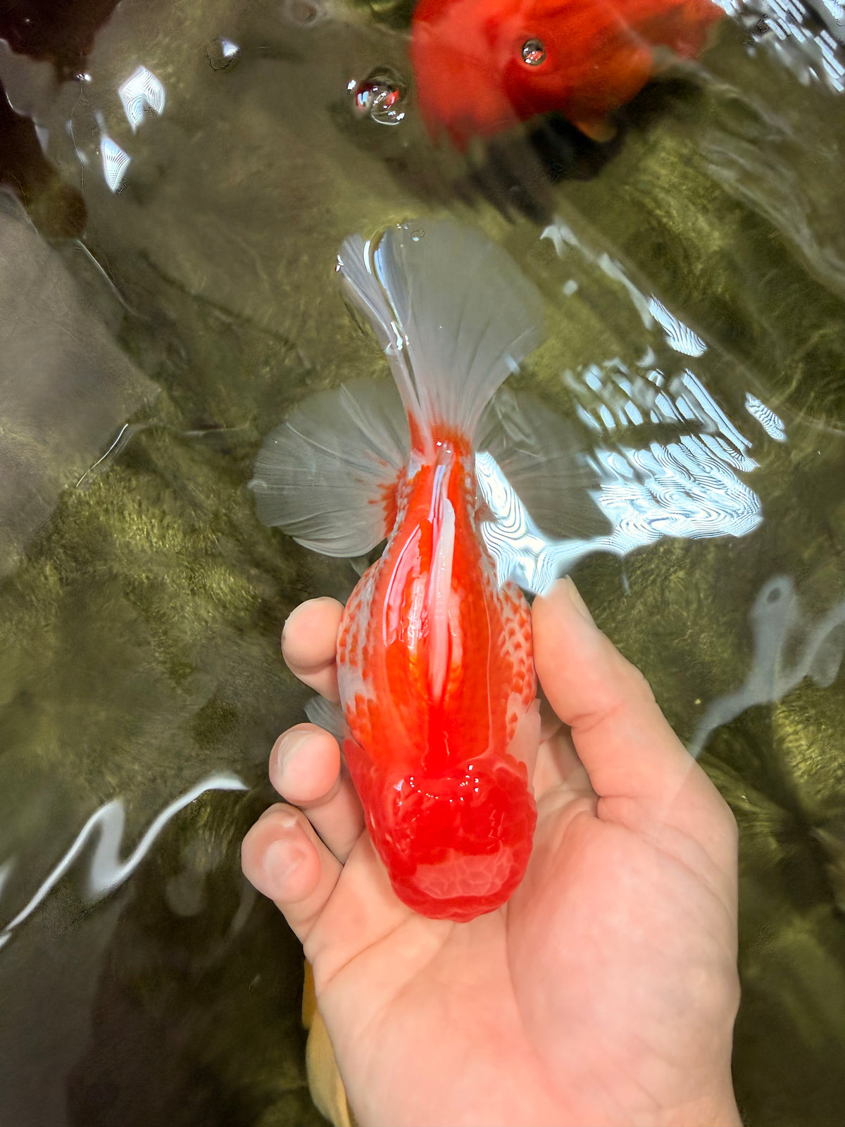A Grade Polkadot Red White Oranda Male 5.5 inches #100926OR_13