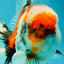 CHONKY AAA Grade Special Marble Oranda Male 6.5 inches #051526OR_01