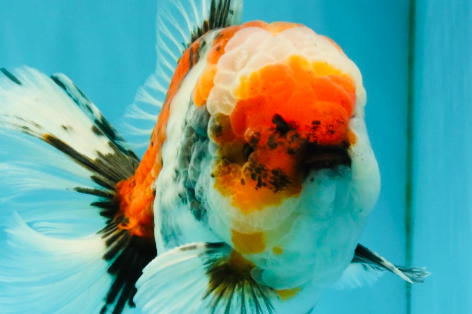 CHONKY AAA Grade Special Marble Oranda Male 6.5 inches #051526OR_01
