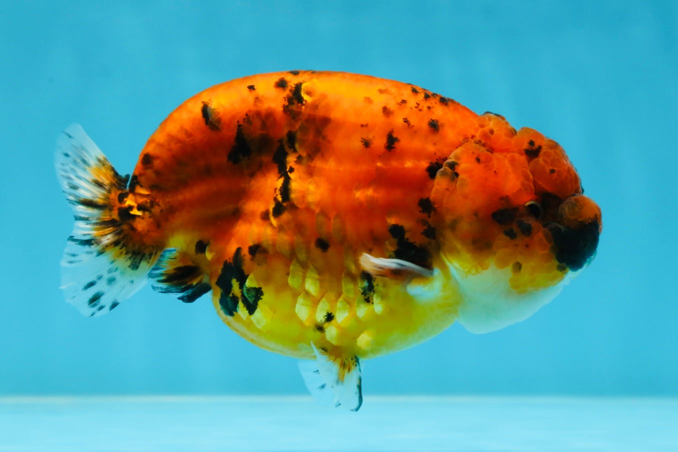 AAA Grade Tiger LionQueen 4.5 inches #051625LC_02