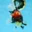 A Grade CHONKY Calico Kirin Oranda Female 6 inches #091225OR_12