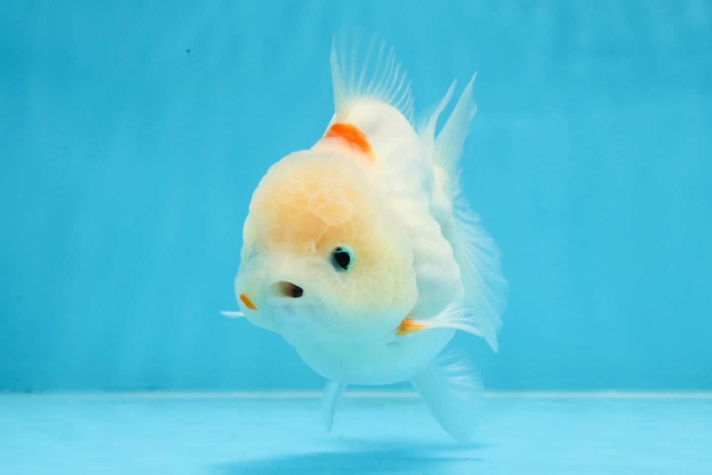 ADORABLE White Sakura Yuanbao Female 4.5 inches #101725YB_30