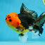 A Grade Apache Button Eyes Oranda Male 5-5.5 inches #080125OR_21