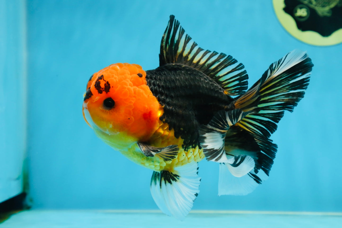 A Grade Apache Button Eyes Oranda Male 5-5.5 inches #080125OR_21
