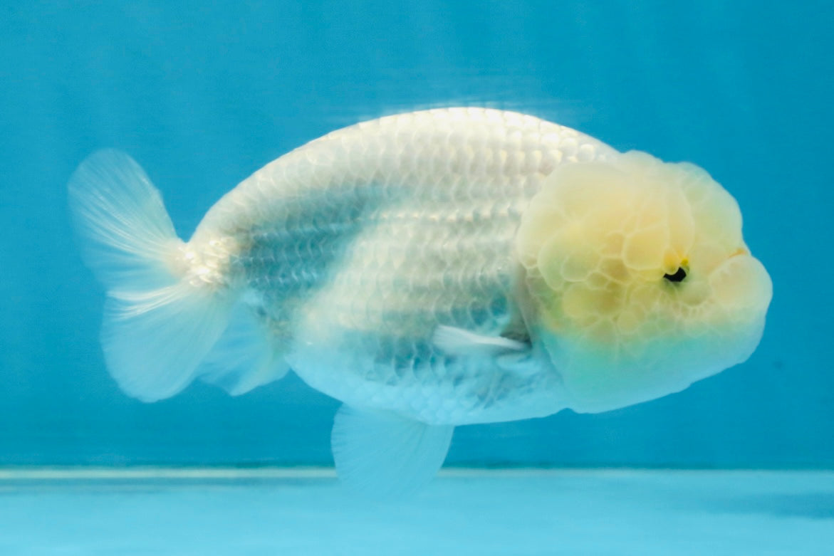 SNOW White Lionchu Female 4 inches #120525LC_11