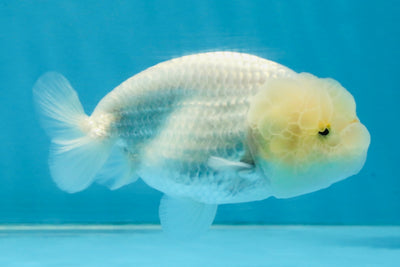 SNOW White Lionchu Female 4 inches #120525LC_11