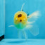 A Grade Lemonhead Oranda Male 5 inches #0830OR_22