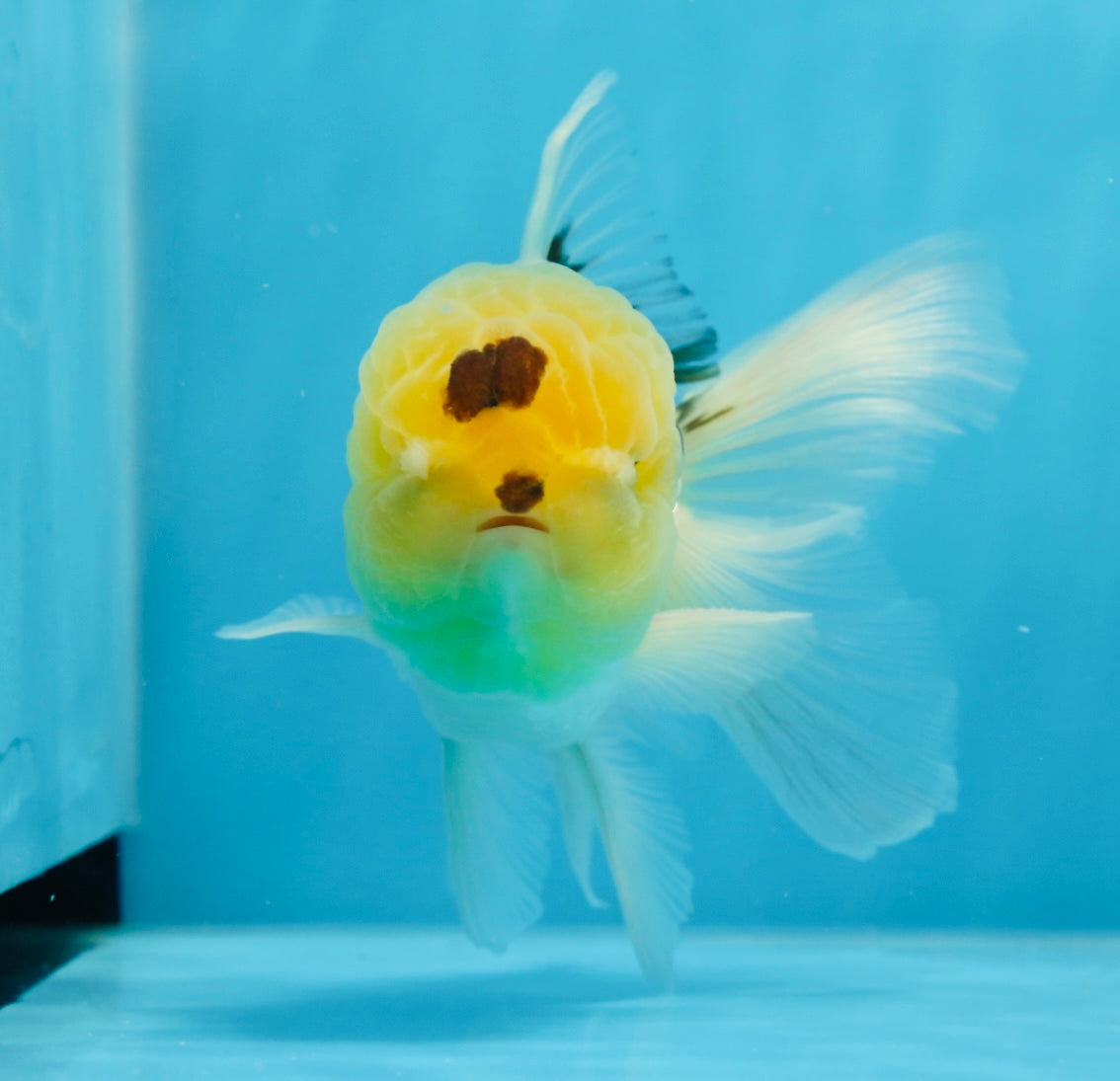 A Grade Lemonhead Oranda Male 5 inches #0830OR_22