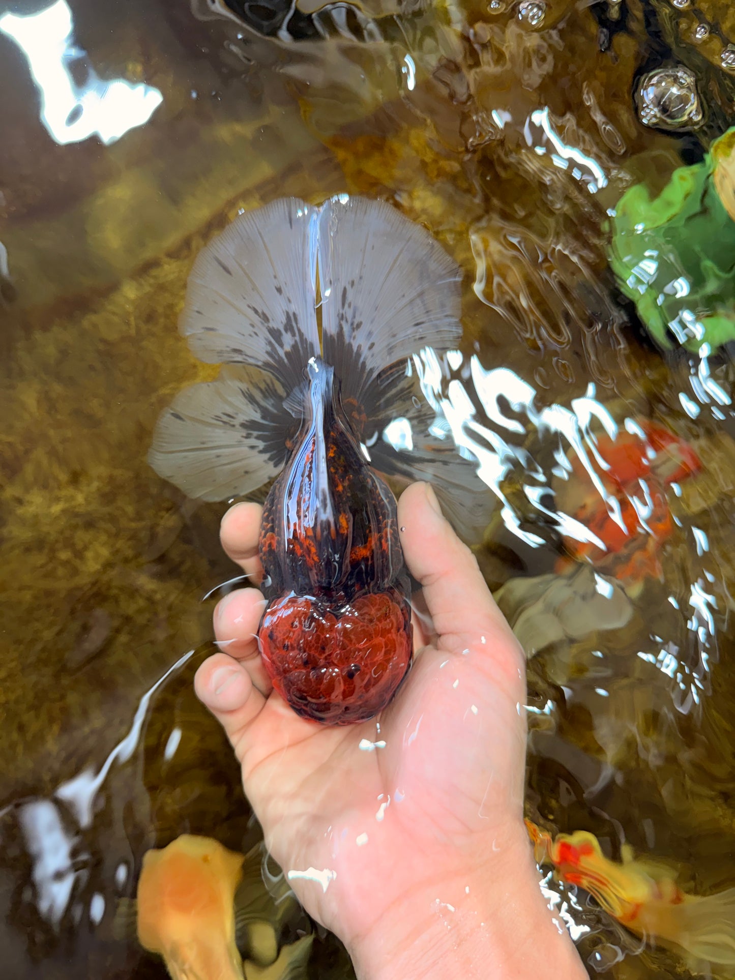 CHONKY AAA Grade Tiger Oranda Male 6 inches #102425OR_19