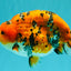 A Grade Tricolor Tiger Ranchu Male 5.5 inches #102326RC_05