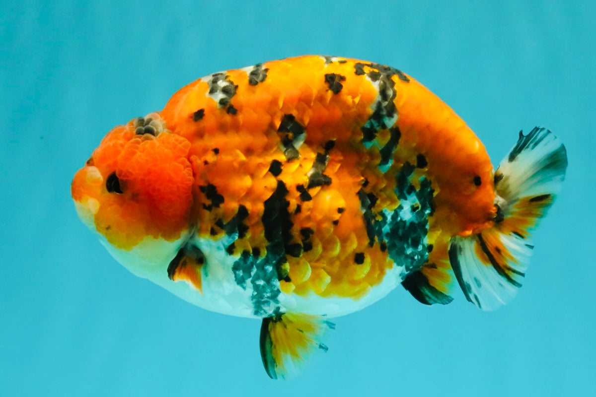 A Grade Tricolor Tiger Ranchu Male 5.5 inches #102326RC_05