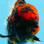 AAA Grade Special Tiger Oranda Male 6-6.5 inches #0913OR_20