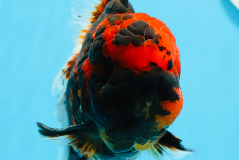 AAA Grade Special Tiger Oranda Male 6-6.5 inches #0913OR_20