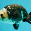 Ink Chinese Ranchu Male 5.5-6 inches #050826RC_13