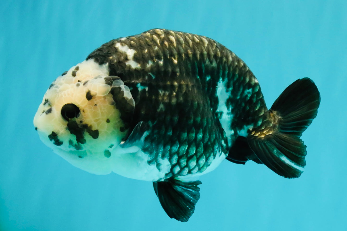Ink Chinese Ranchu Male 5.5-6 inches #050826RC_13
