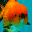AAA Grade Apache Yuanbao Male 5-5.5 inches #071026YB_14