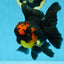 A Grade Apache Lava Head Oranda Male 5-5.5 inches #081525OR_25