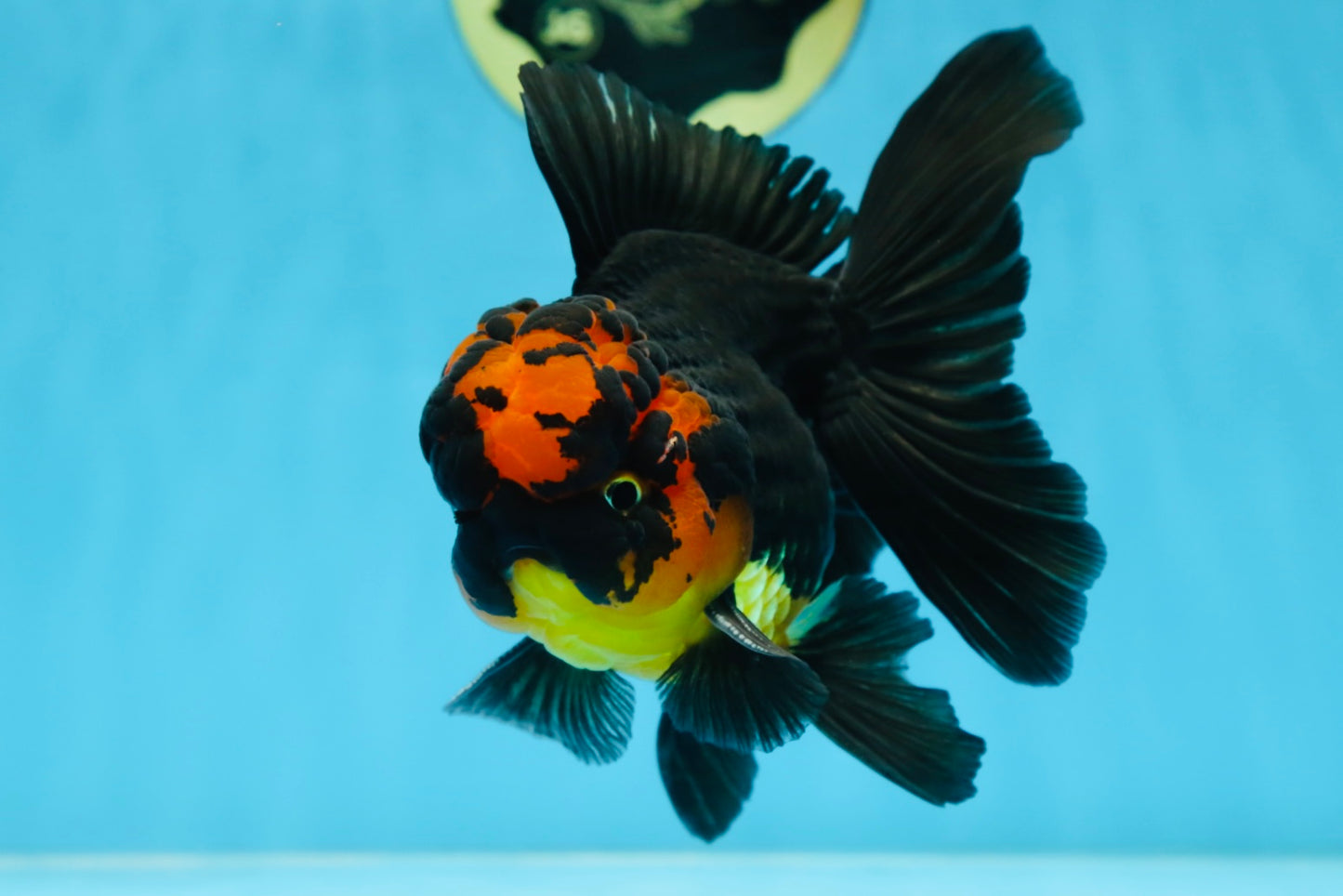 A Grade Apache Lava Head Oranda Male 5-5.5 inches #081525OR_25
