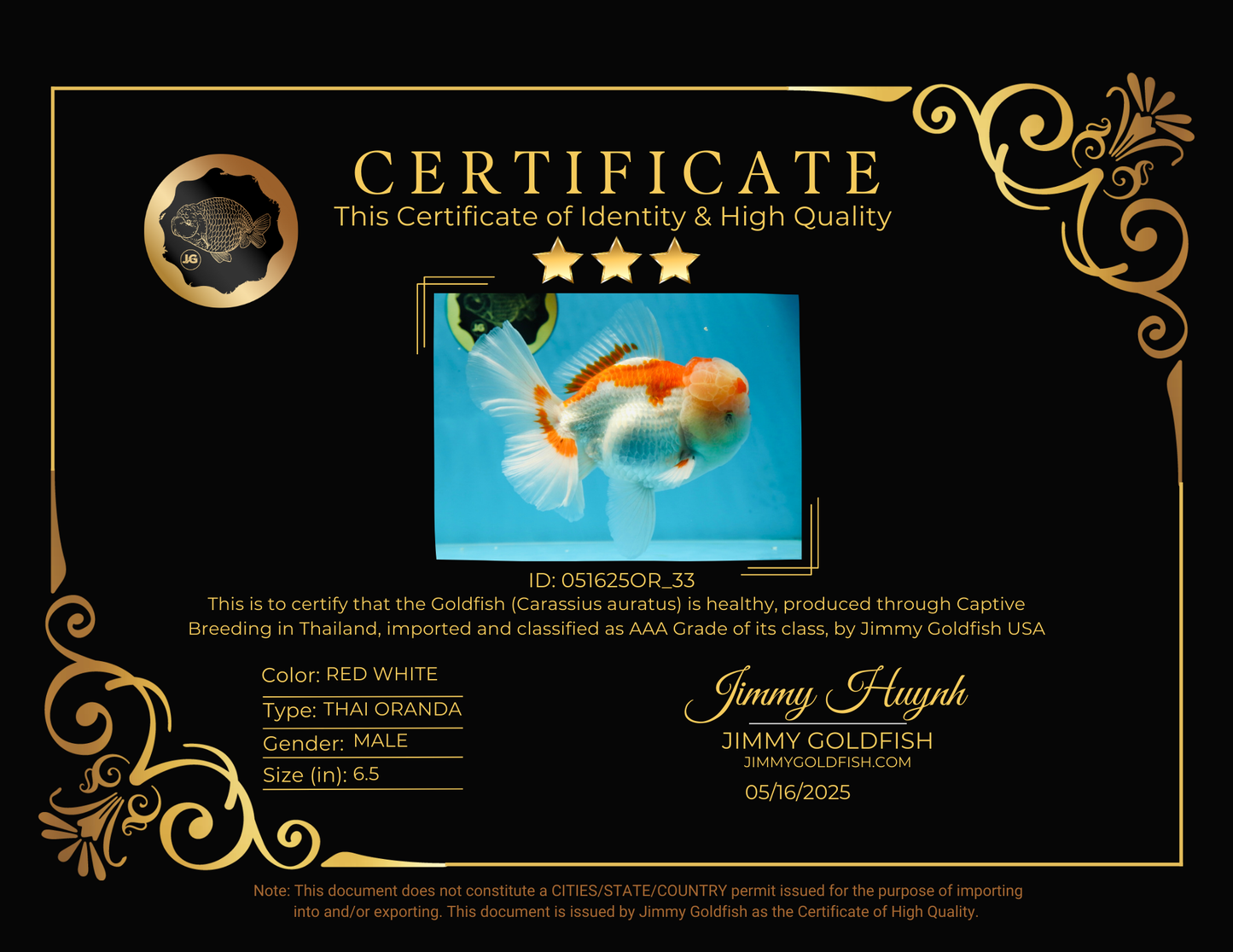 AAA JUMBO Grade Red White Oranda Male 6.5 inches #051625OR_33