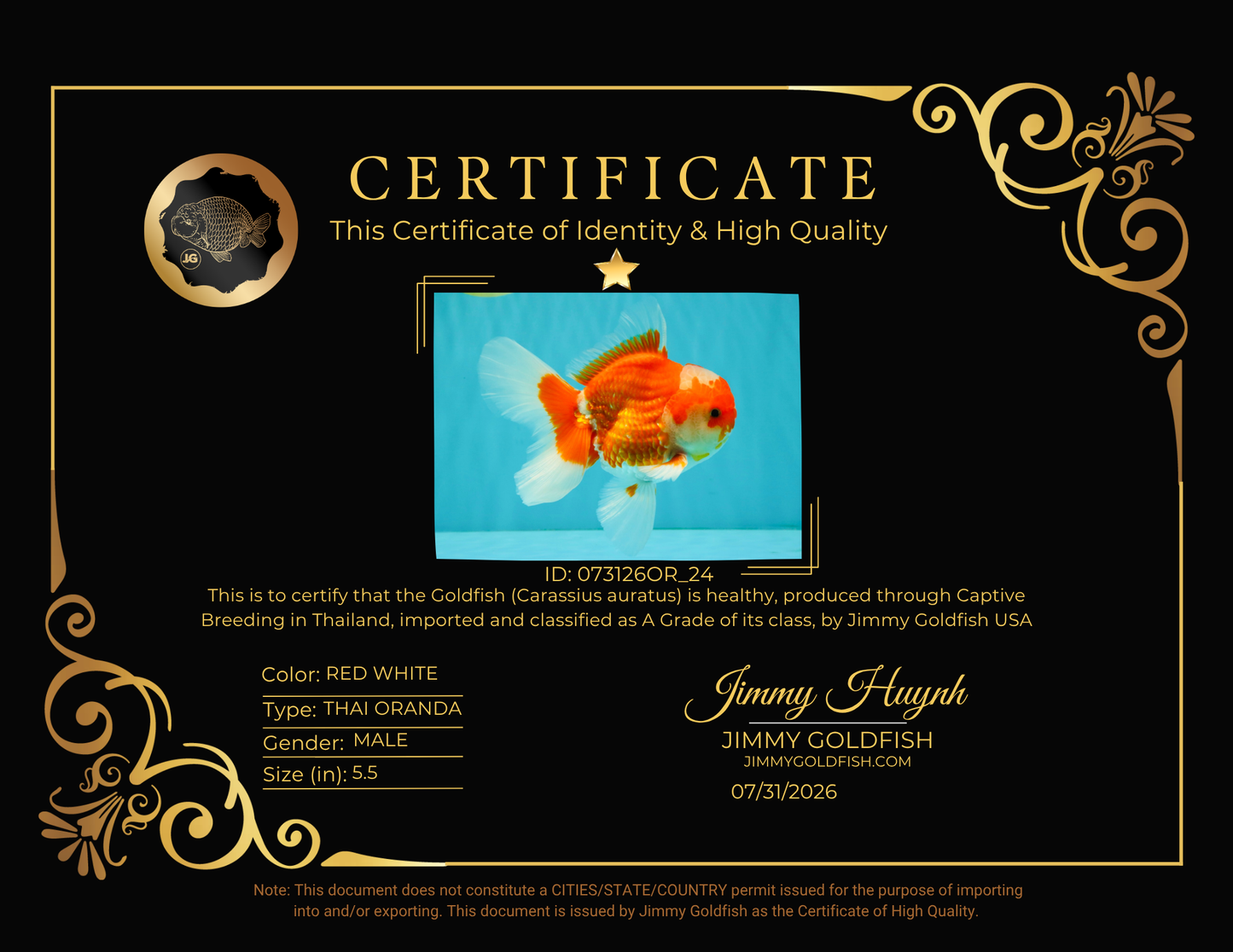 FLUFFY A Grade Red White Oranda Male 5.5  inches #073126OR_24