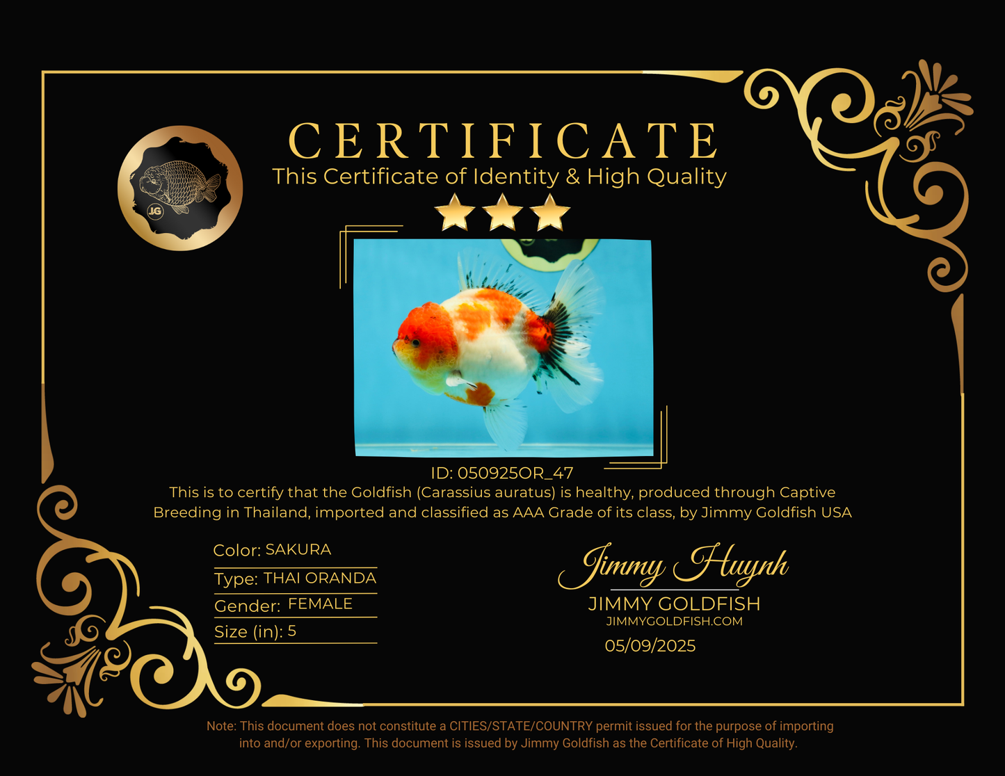 AAA Grade Sakura Oranda Female 5 inches #050925OR_47