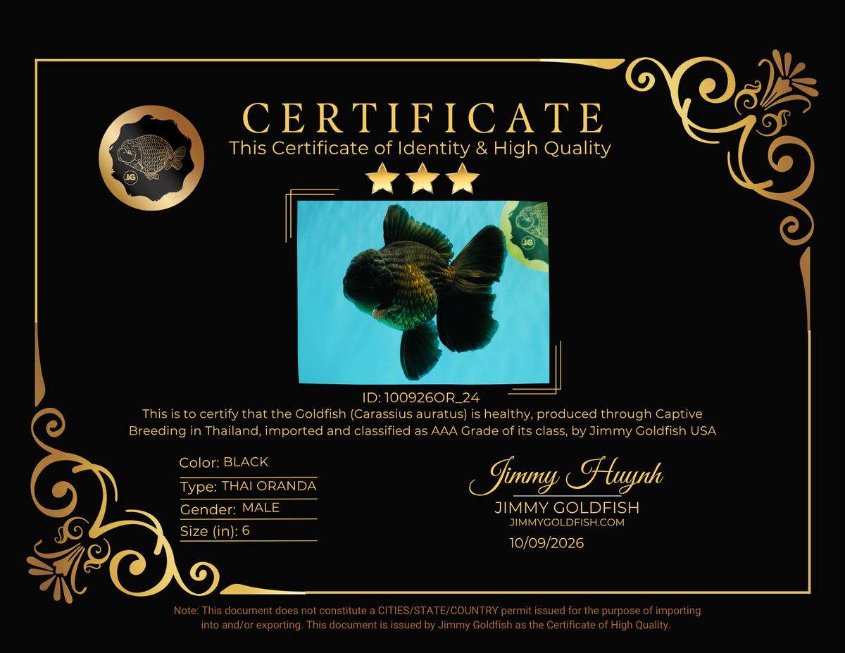 GODZILLA AAA Grade Black Oranda Male 6 inches #100926OR_24