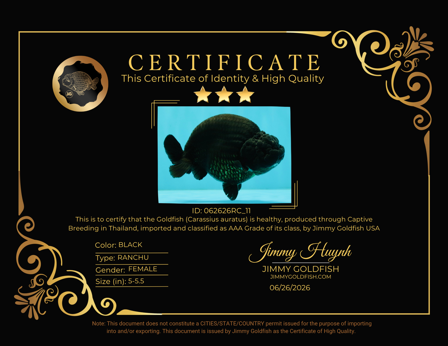 CHUBBY AAA Grade Black Ranchu Female 5-5.5 inches #062626RC_11