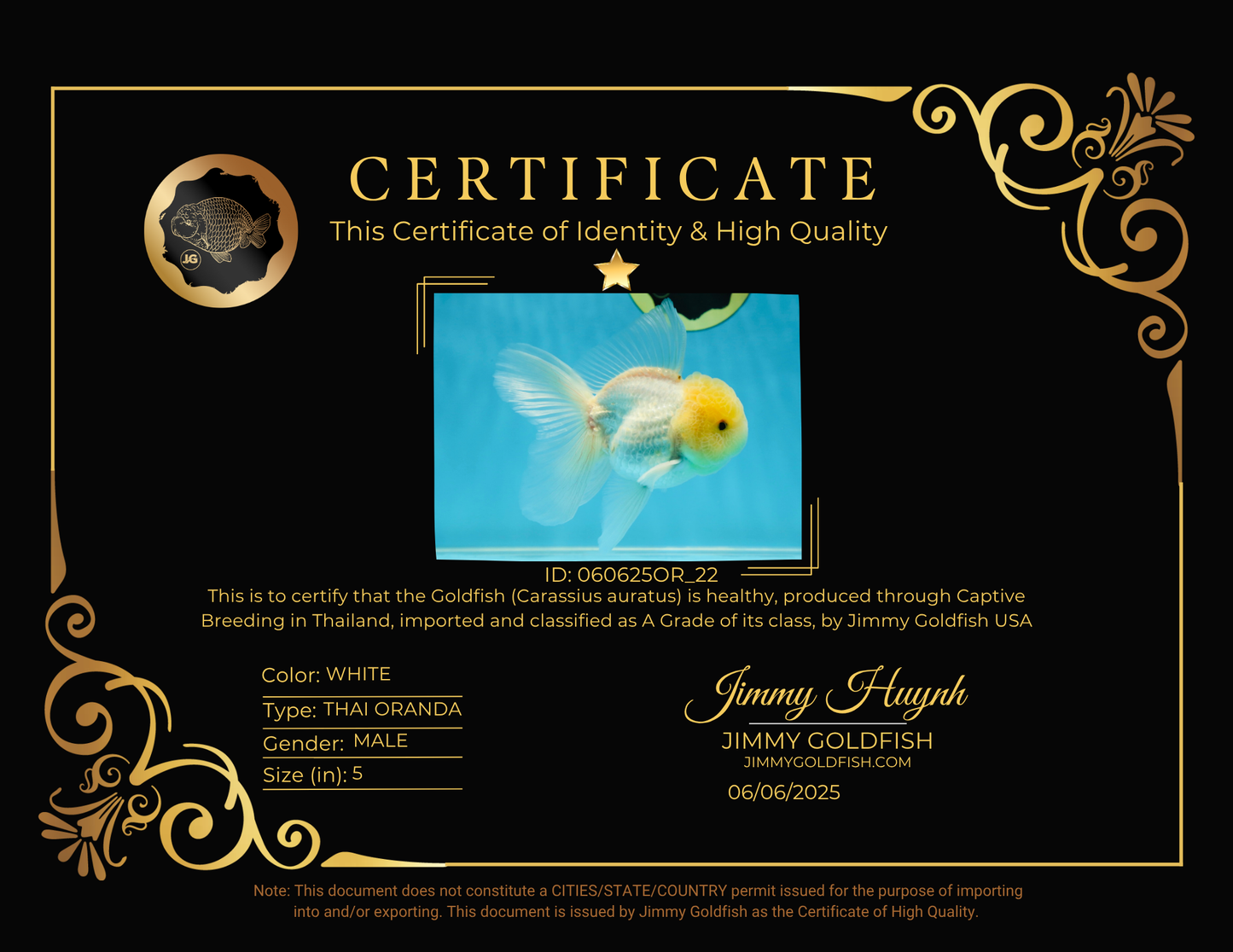 A Grade White Oranda Male 5 inches #060625OR_22