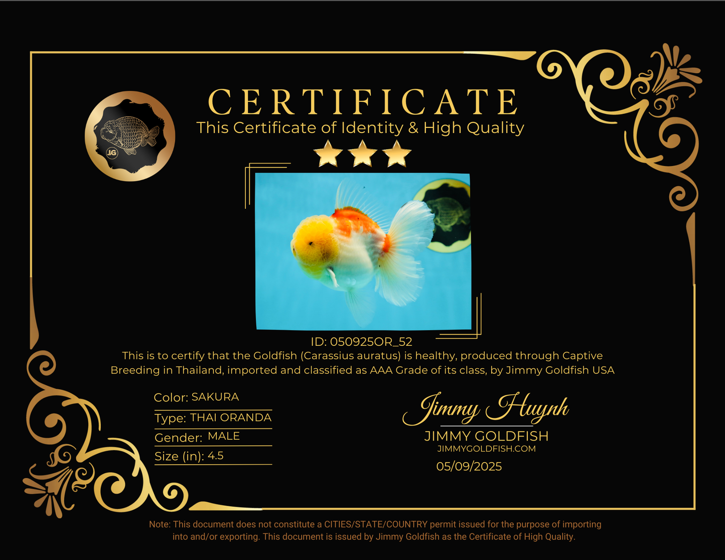 AAA Grade Sakura Oranda Male 4.5 inches #050925OR_52