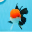 A Grade Tricolor Oranda Male 4.5inches #0920OR_27