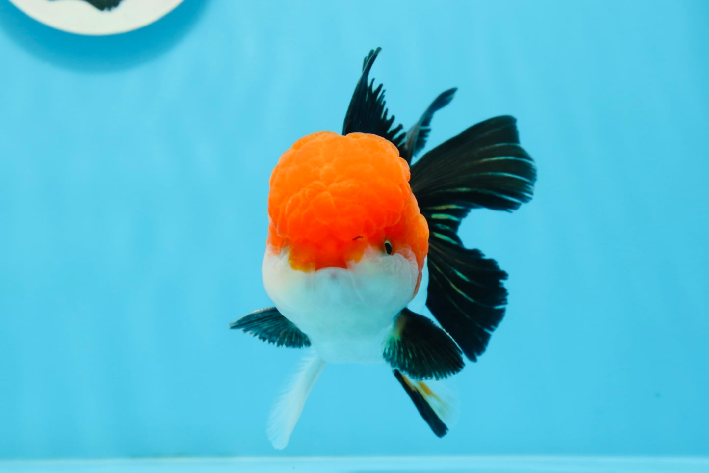 A Grade Tricolor Oranda Male 4.5inches #0920OR_27