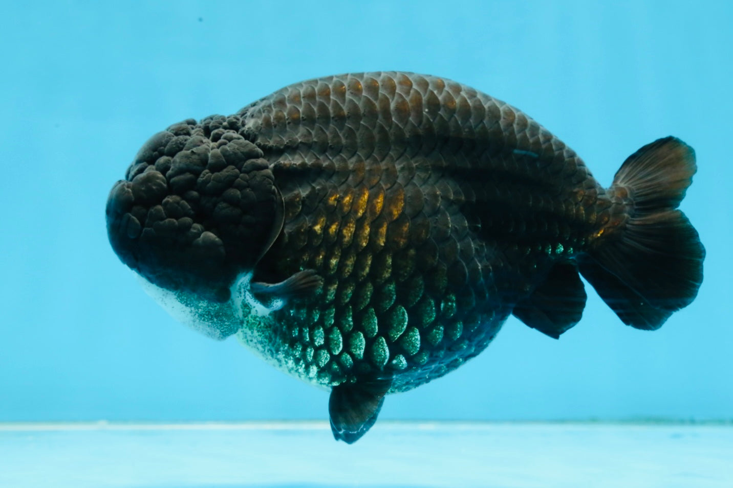 AAA Grade Black Strong Body Structure LionQueen 5.5 inches #101725LC_21