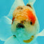 UNIQUE Calico Oranda Male 5 inches #091826OR_07