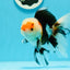 AAA Grade Tricolor Oranda Male 4.5-5 inches #0510OR_08