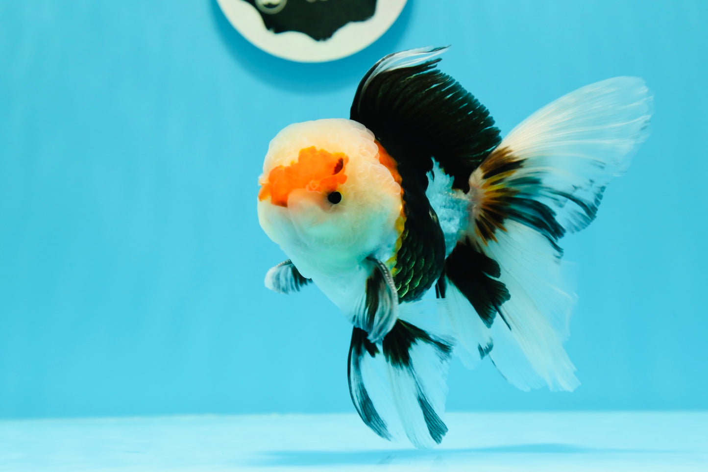 AAA Grade Tricolor Oranda Male 4.5-5 inches #0510OR_08