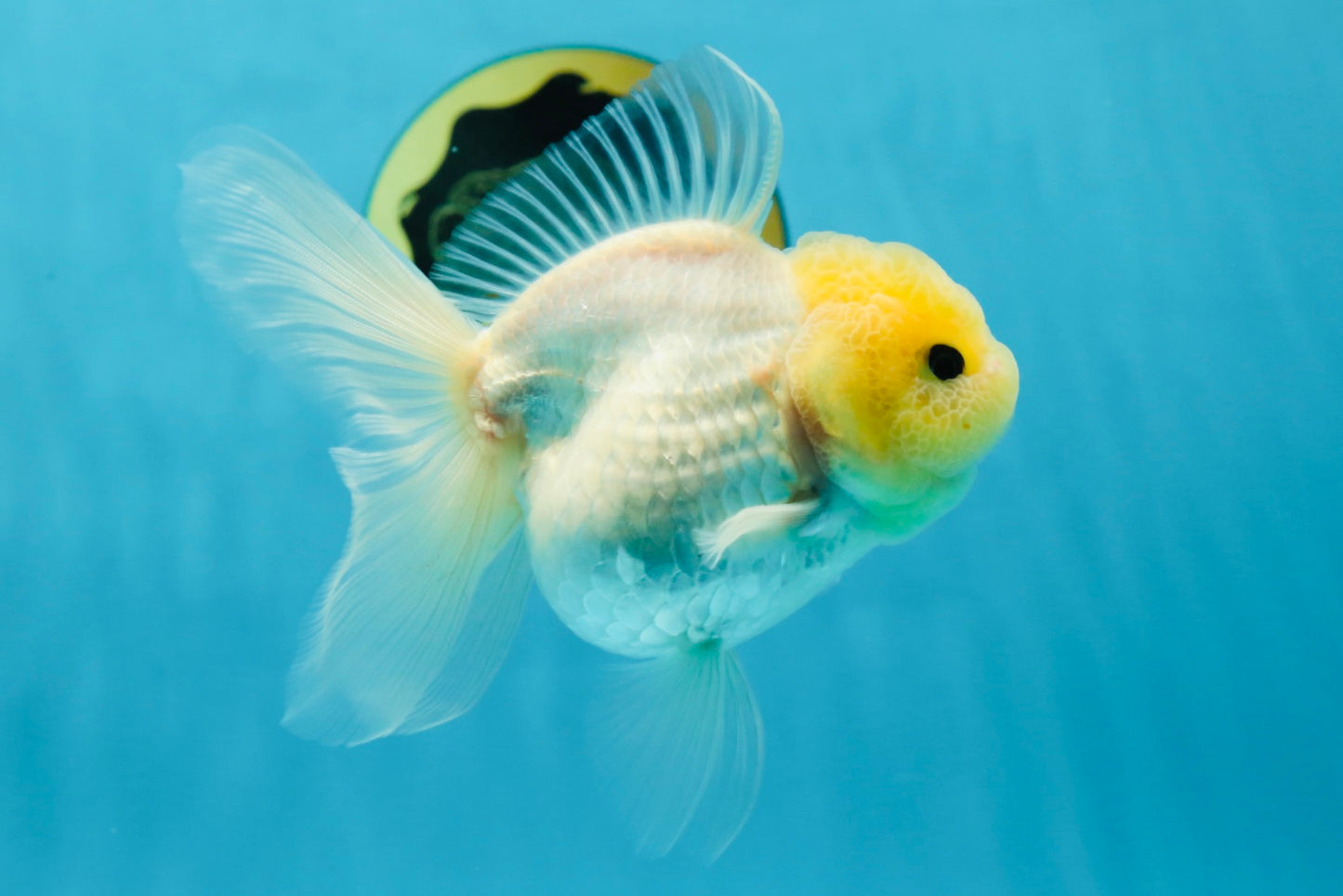 A Grade Puppy White Button Eyes Oranda Female 4.5-5 inches #050225OR_05