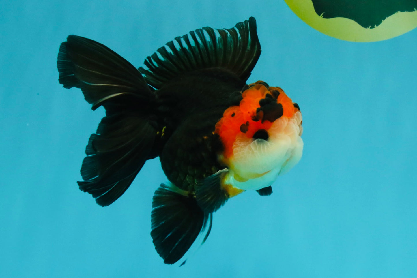 Tricolor Button Eyes Oranda Male 5.5 inches #032026OR_15