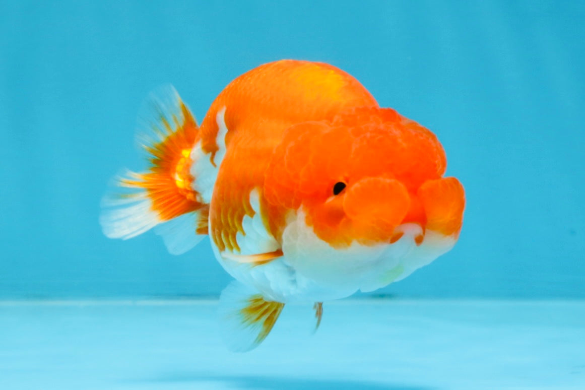 AAA Grade Red White LionQueen 4 inches #103125LC_27