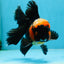 A Grade STUNNING Tricolor Oranda Male 5-5.5 inches #051625OR_23