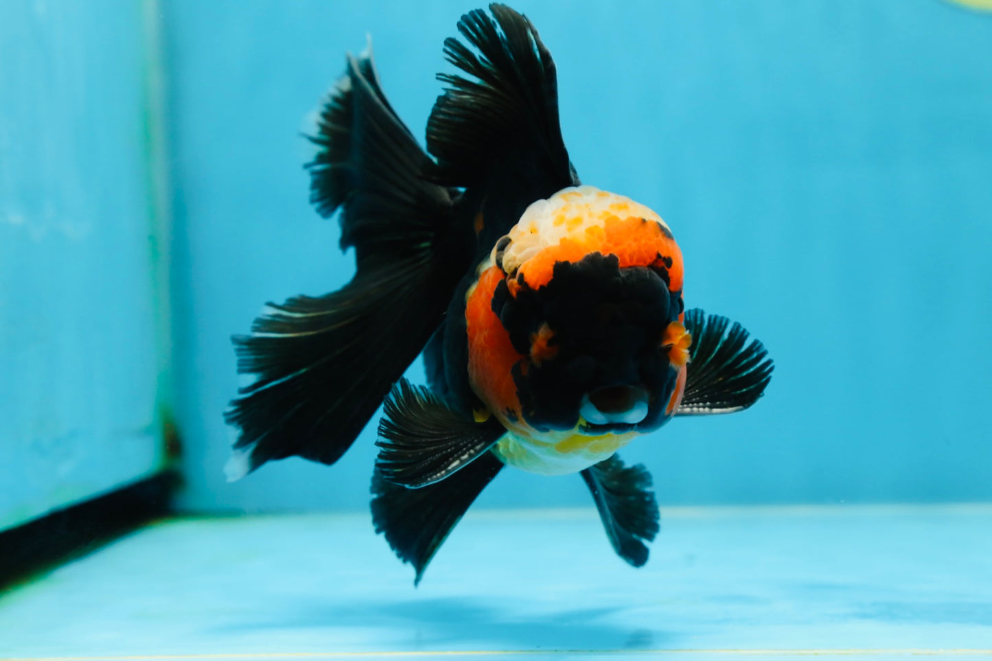 A Grade STUNNING Tricolor Oranda Male 5-5.5 inches #051625OR_23